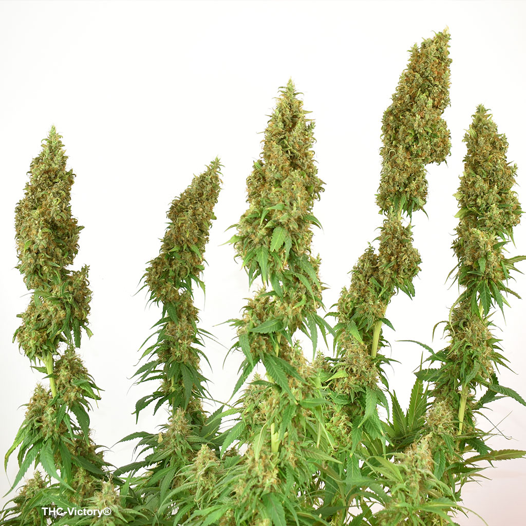 THC-Victory the THCV variety from dutch Passion seed company